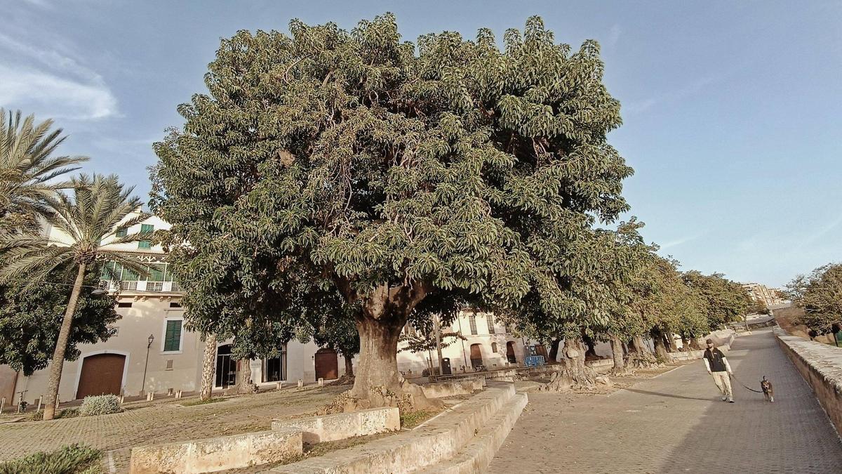 Ejemplares de Bellasombra de la plaza Llorenç Villalonga que serán talados.