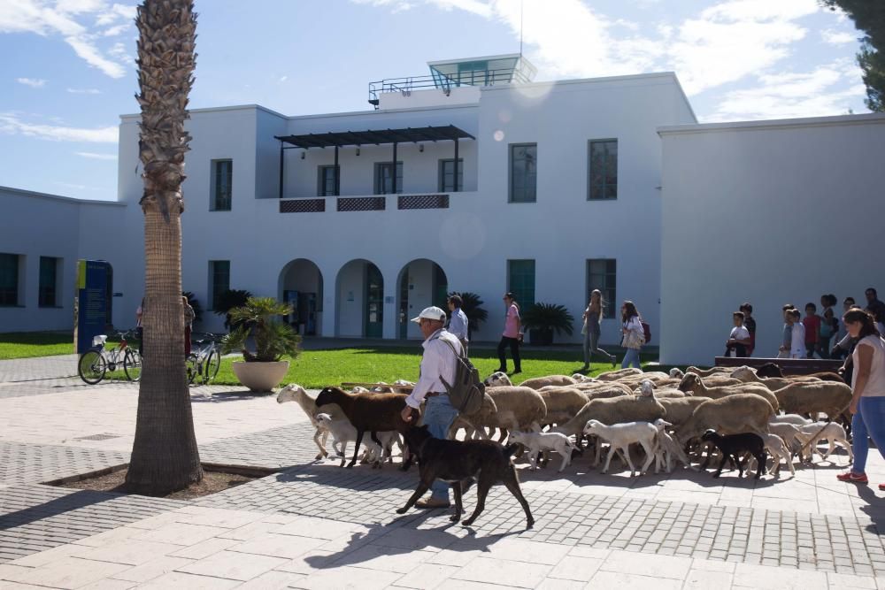 Ovejas por la Universidad