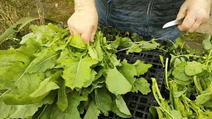 Así prepara Celsa los grelos para vender en la N-550