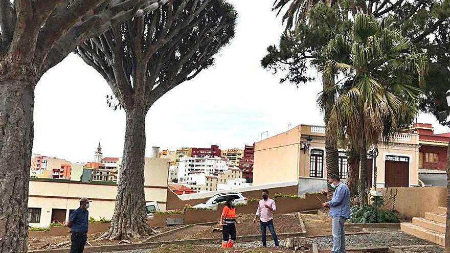 Visita de los técnicos a los dragos gemelos de Realejo Bajo