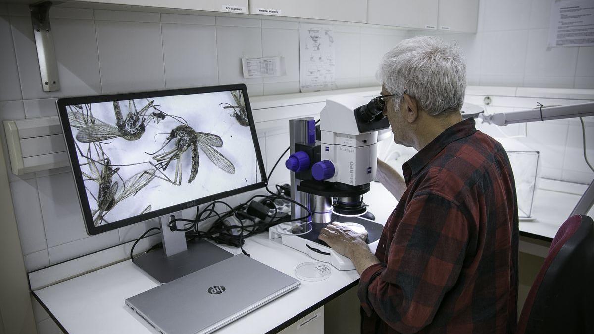 Carles Aranda, codirector del centro de control de mosquitos del Baix Llogregat, proyecta en la pantalla la observación que hace a través del microscopio.
