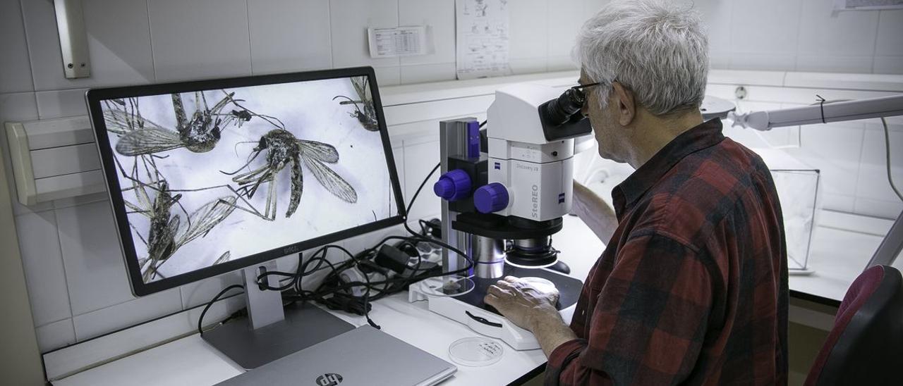 Carles Aranda, codirector del centro de control de mosquitos del Baix Llogregat, proyecta en la pantalla la observación que hace a través del microscopio.
