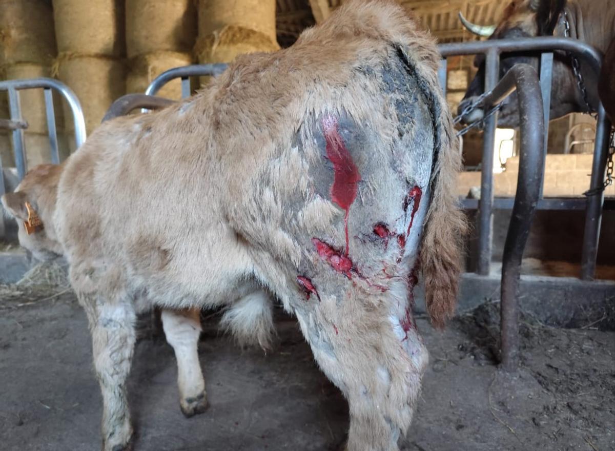 Heridas en las patas traseras del ternero atacado por un lobo en Salas.