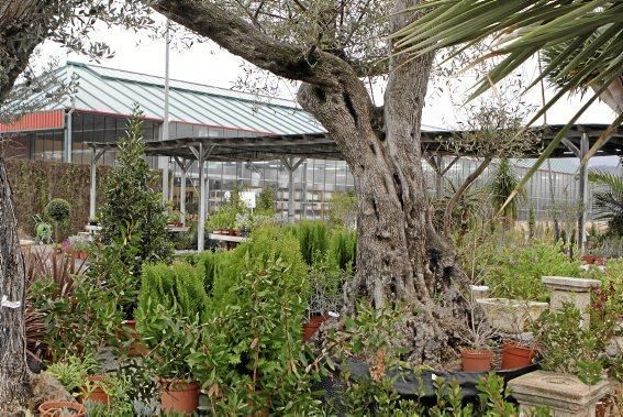 Mallorcas Gärtnereien: Im Vivers Santa Maria zieht man viele der Mehrjährigen im Freien. Das härtet sie ab
