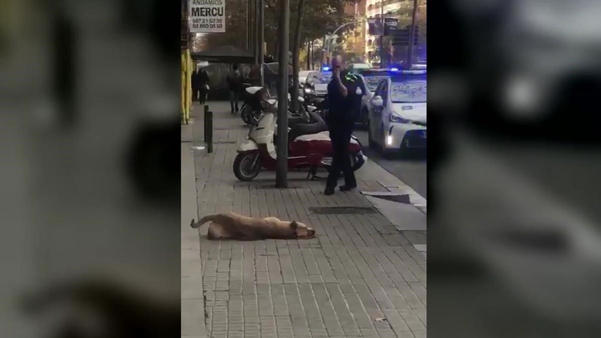 perro matado por la aguardia urbana