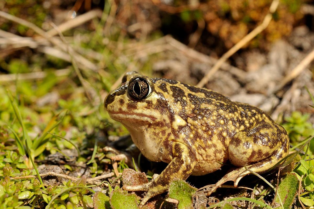 Sapo de espuelas (Pelobates cultripes).