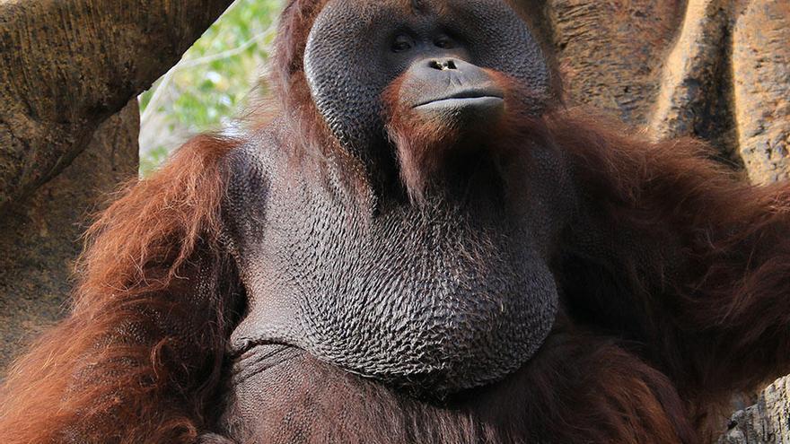 Un orangután real, en Bioparc Fuengirola.