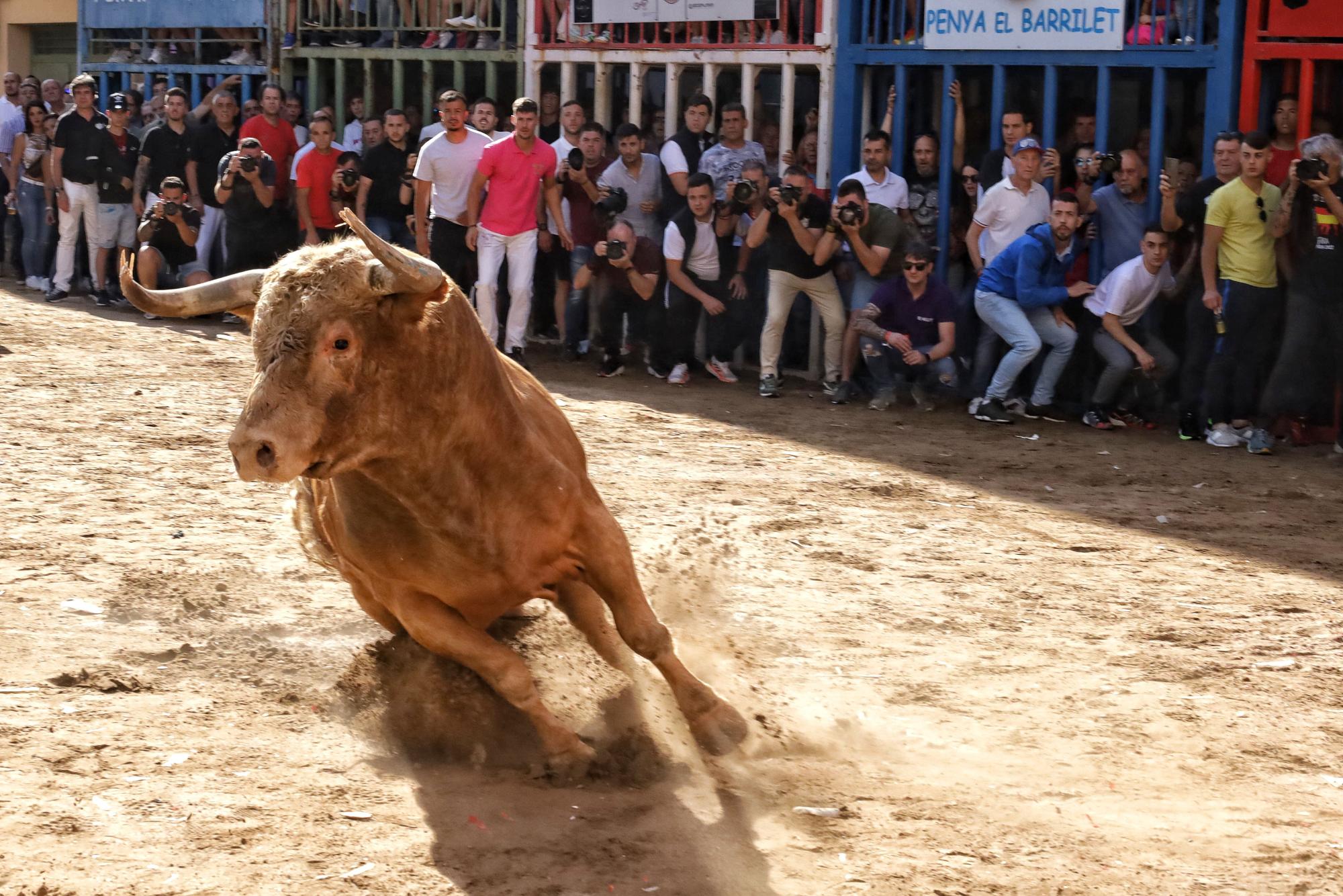 MACROGALERÍA DE FOTOS: Búscate en el encierro y los primeros 'bous' de las fiestas de Almassora