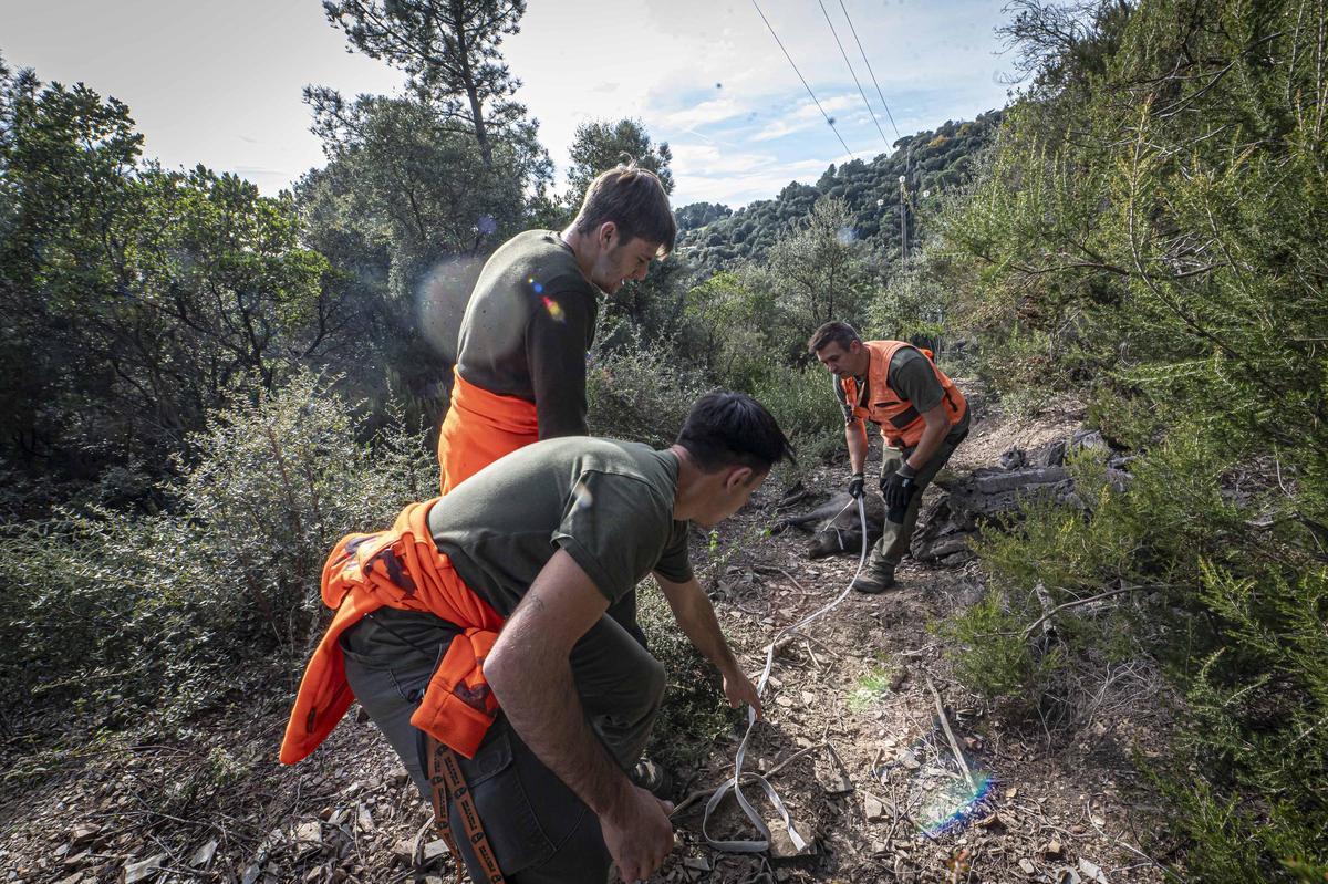 Jabalí abatido durabte la batida.