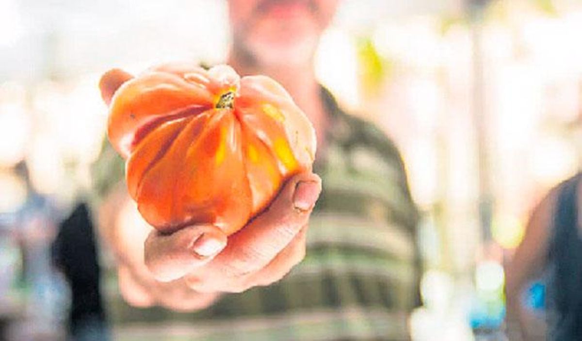 Un productor de lhorta de Manresa mstra un tomaquet Un productor de lhorta de Manresa mstra un tomaquet