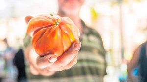 Un productor de lhorta de Manresa mstra un tomaquet