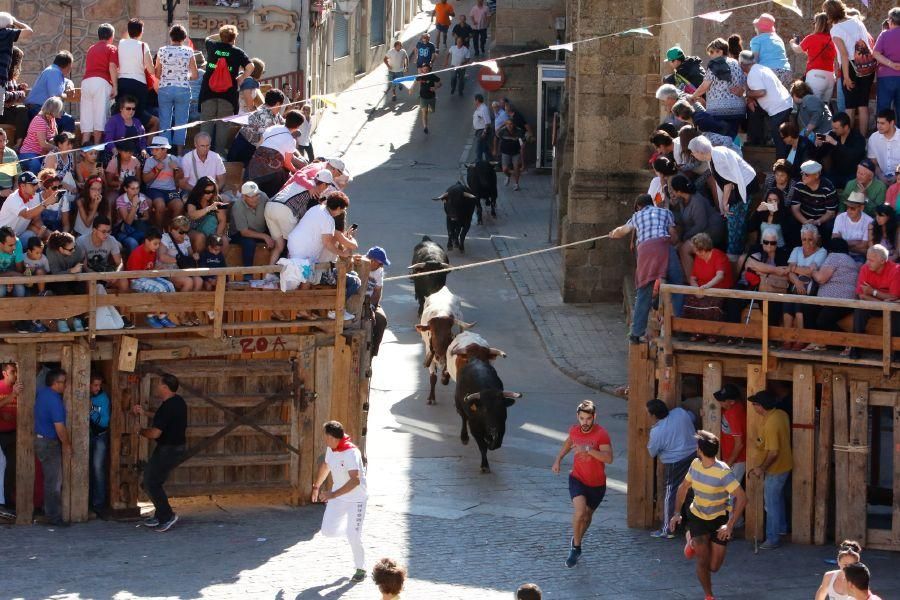 Fiestas en Zamora: Último encierro en Fermoselle