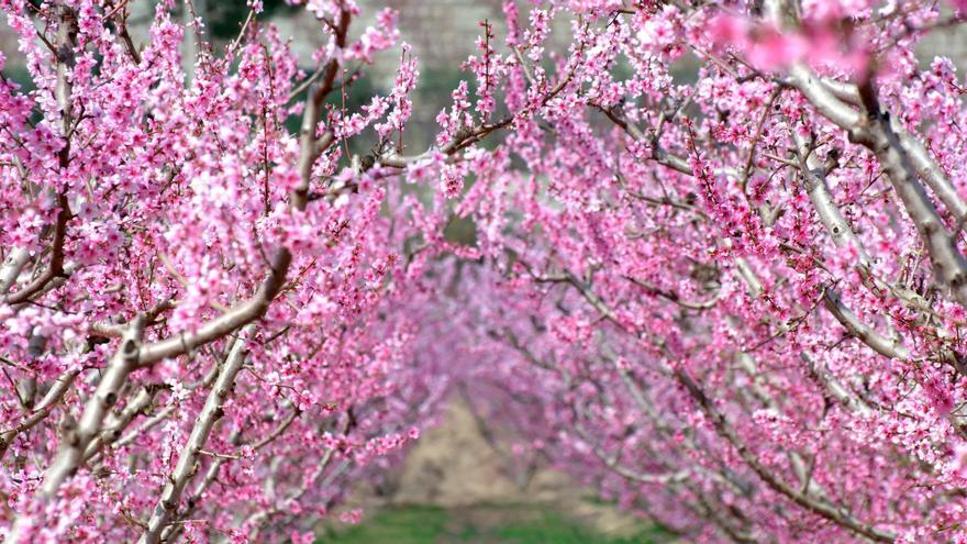 El calor acelera la floración de los cultivos en la Región