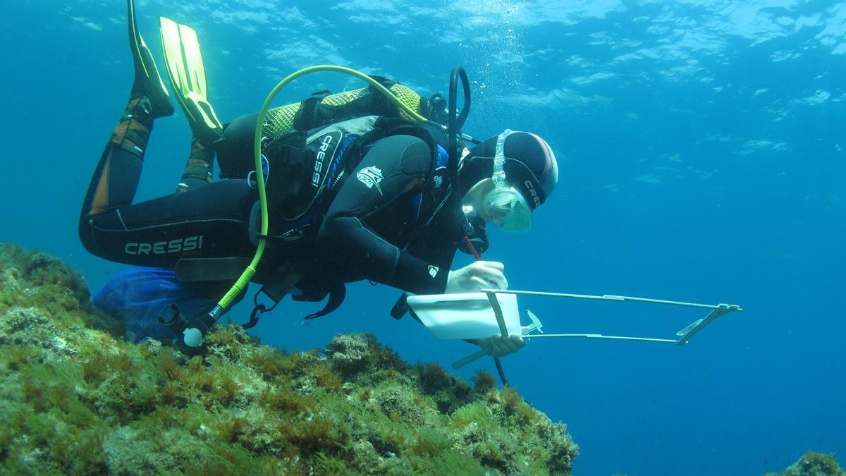 Un bussejador durant les tasques de seguiment de les espècies marines per al parc eòlic marí projectat al golf de Roses