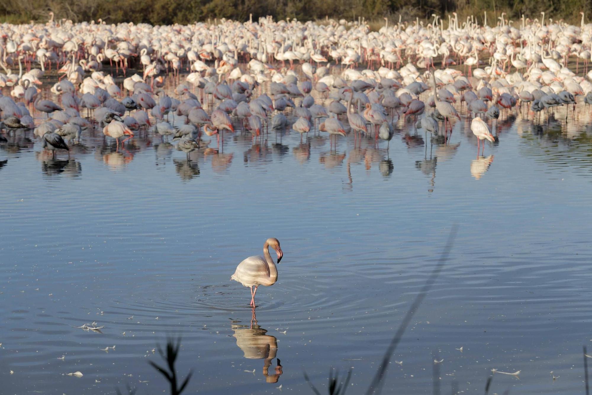 Los flamencos vuelven a L´Albufera para criar