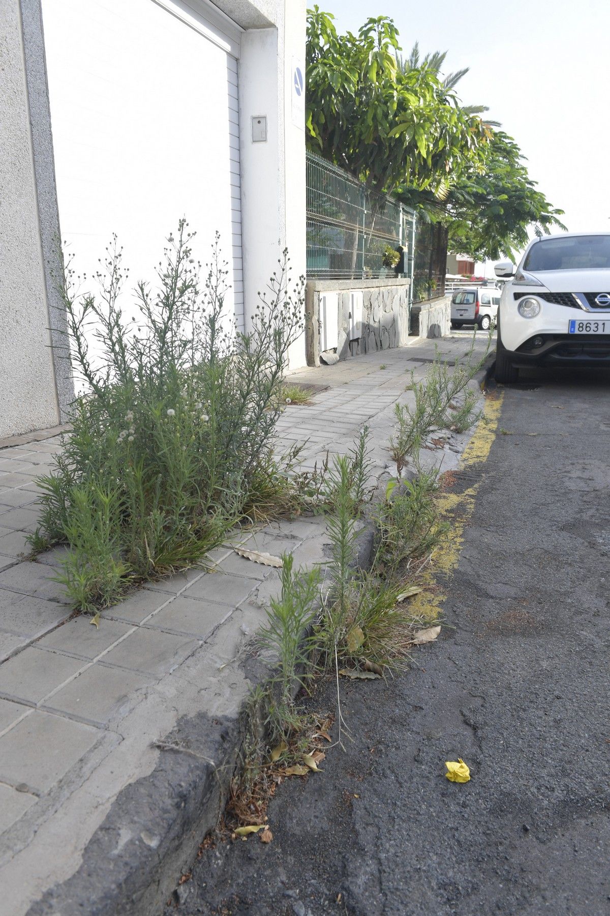 Hierbas en aceras de las calles de Escaleritas