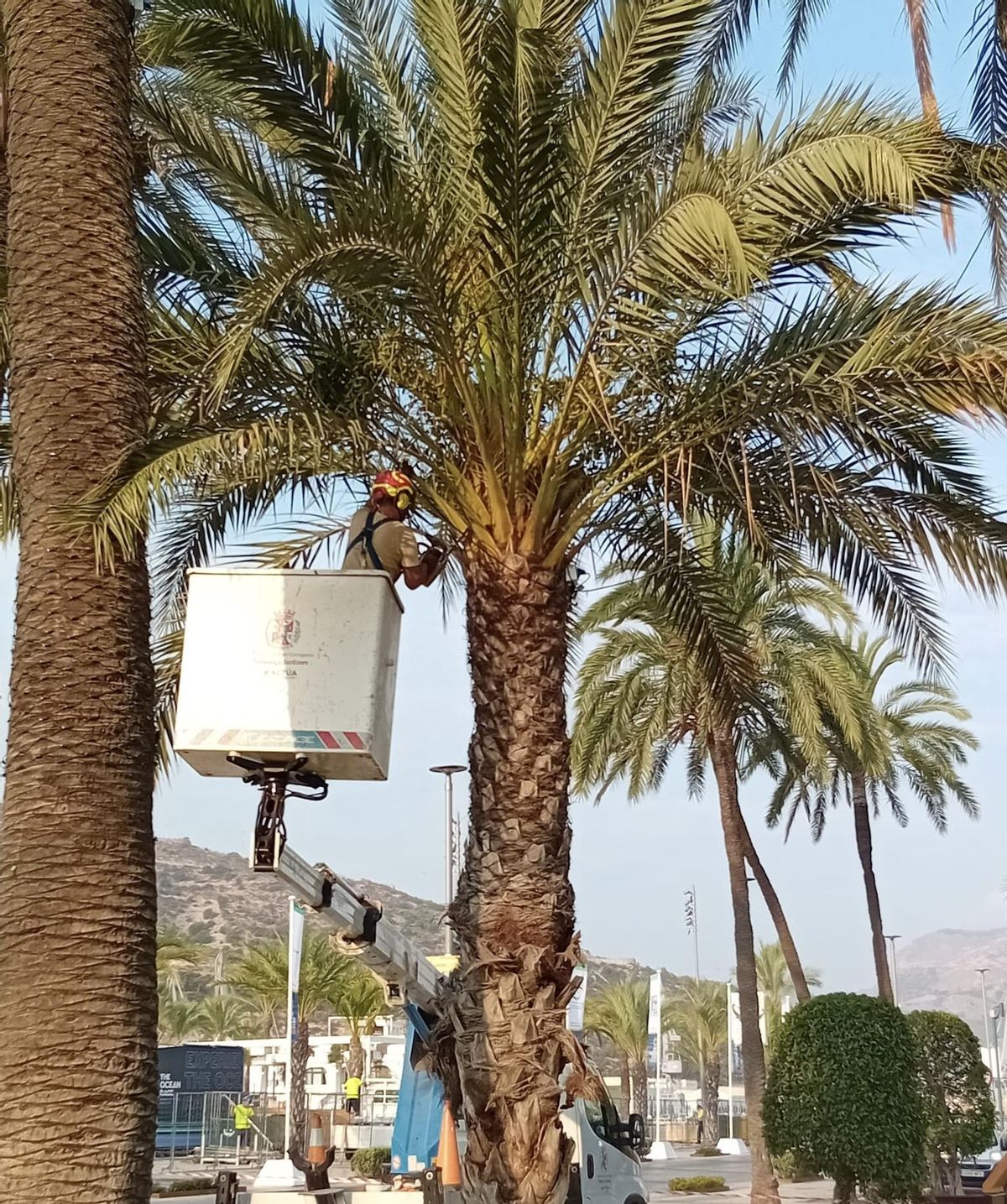 Un operario pone a punto una palmera en la ciudad de Cartagena.