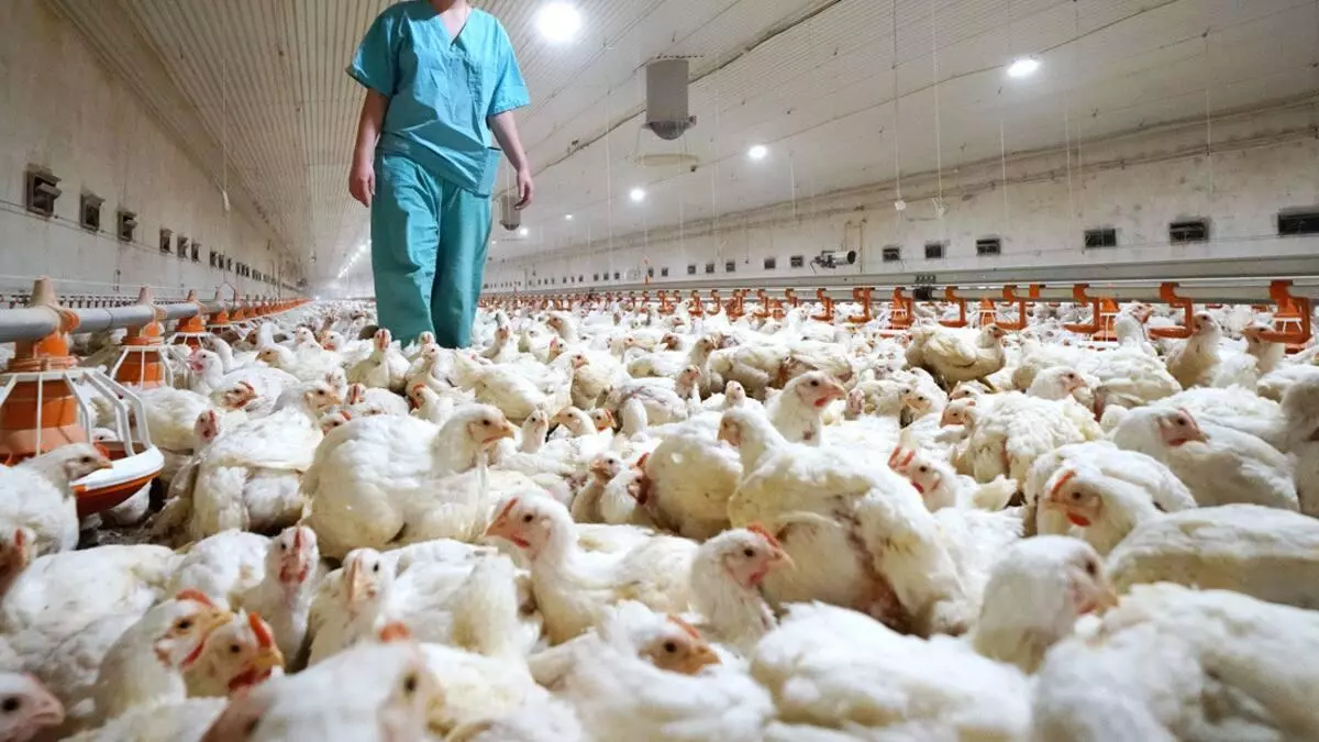 Gripe aviar: ?Estamos m芍s cerca del contagio entre humanos despu谷s de la muerte de 168 millones de aves?