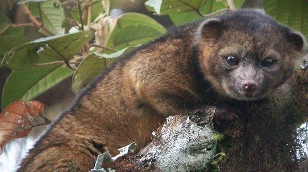 El descobriment de l’olinguito s’ha produït després de deu anys de treball per part dels científics i sense que fos l’objectiu principal del projecte.