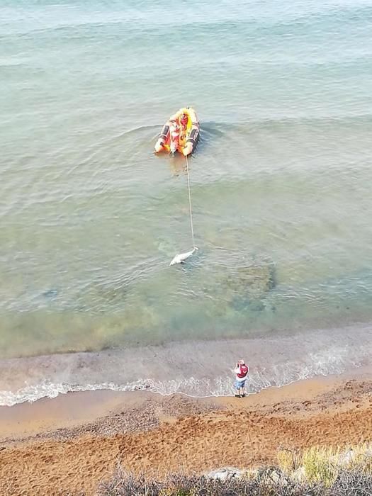 Un delfín aparece muerto en la Playa Amarilla de Águilas