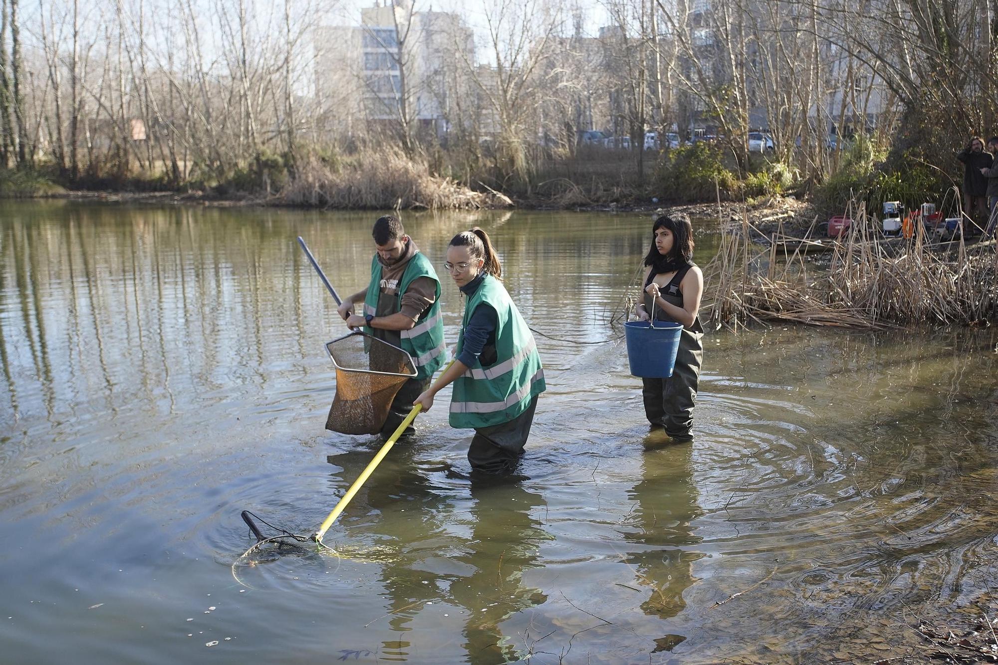 Girona asseca una bassa de les hortes de Santa Eugènia per eliminar les espècies invasores que hi habiten