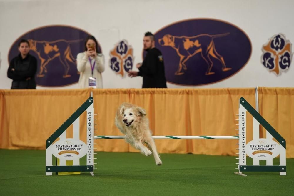 El Westminster Kennel Club, un dels shows de gossos de raça més importants del món