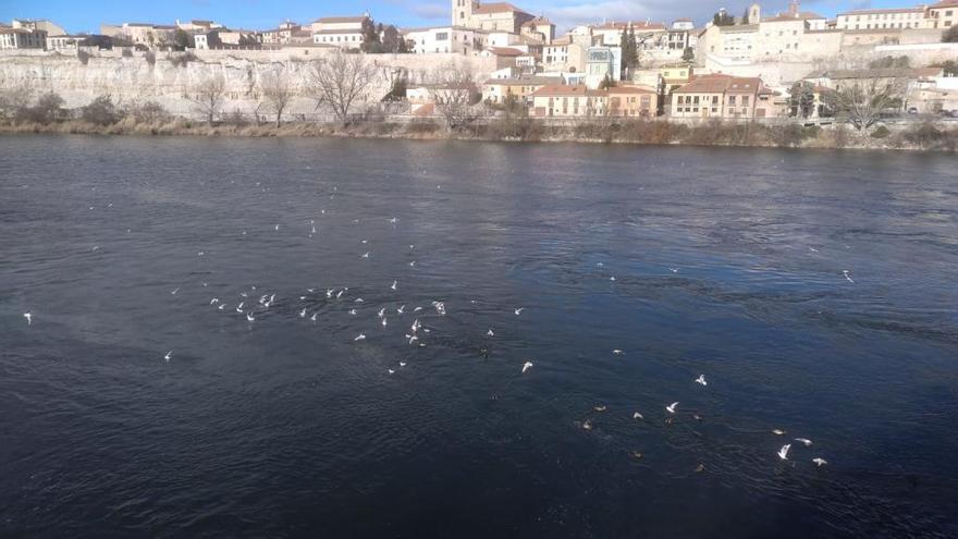 Gaviotas y otras aves sobre el río Duero a su paso por Zamora.