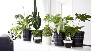 Las plantas más vendidas de Ikea y dónde colocarlas