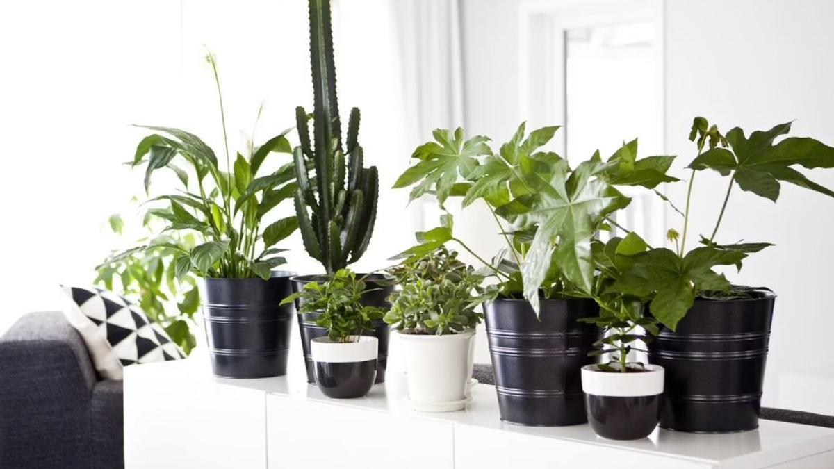 Plantas Ikea | Las plantas artificiales no necesitan cuidados y son ideales para decorar