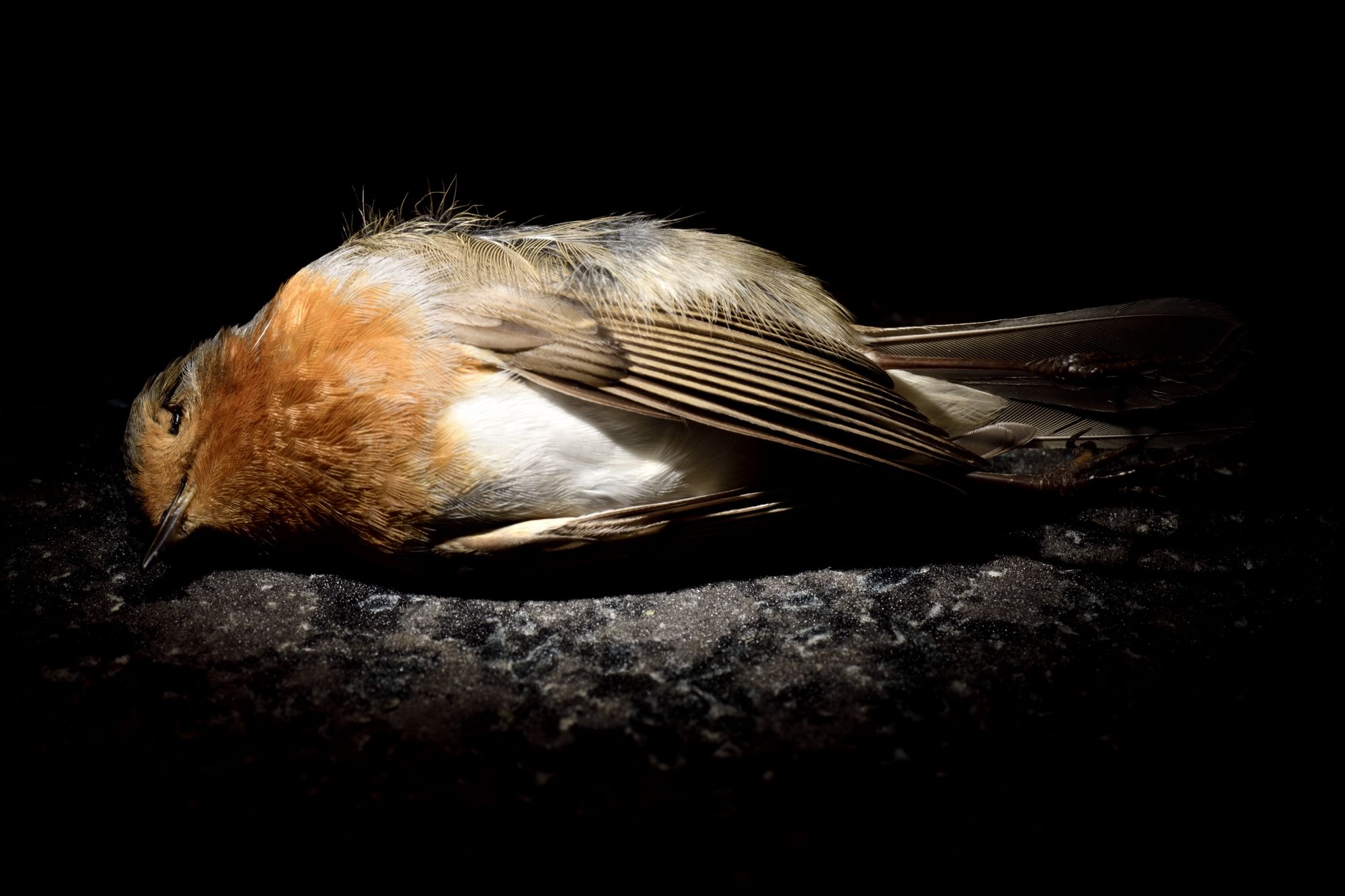 El arte de fotografiar fauna atropellada