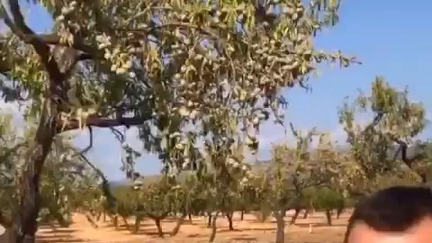 Irónico vídeo en defensa de la almendra en Albocàsser