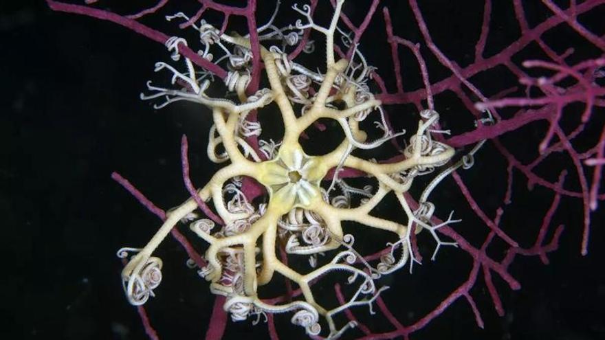Un gorgoncéfalo y el alga asiática: los nuevos (e inesperados) 'inquilinos' de la ría de Arousa