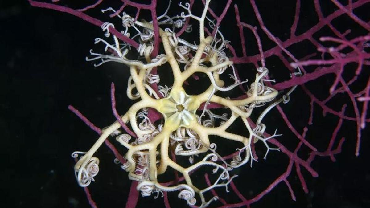 Imagen del equinodermo 'Astrospartus mediterraneus'.