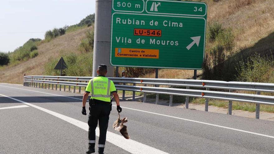 Un agente con un águila atropellada en Galicia, una rareza entre los siniestros con animales.