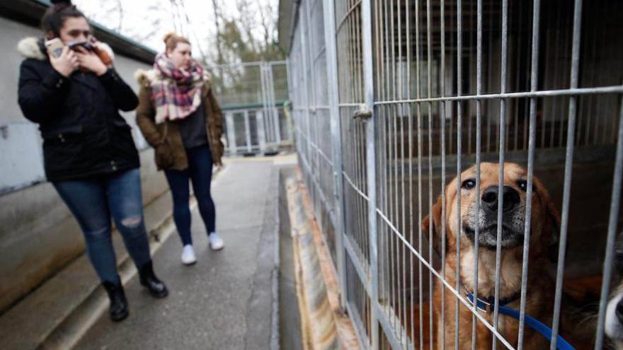 El número de entradas de animales en el Albergue de Oviedo aumenta debido a la época estival