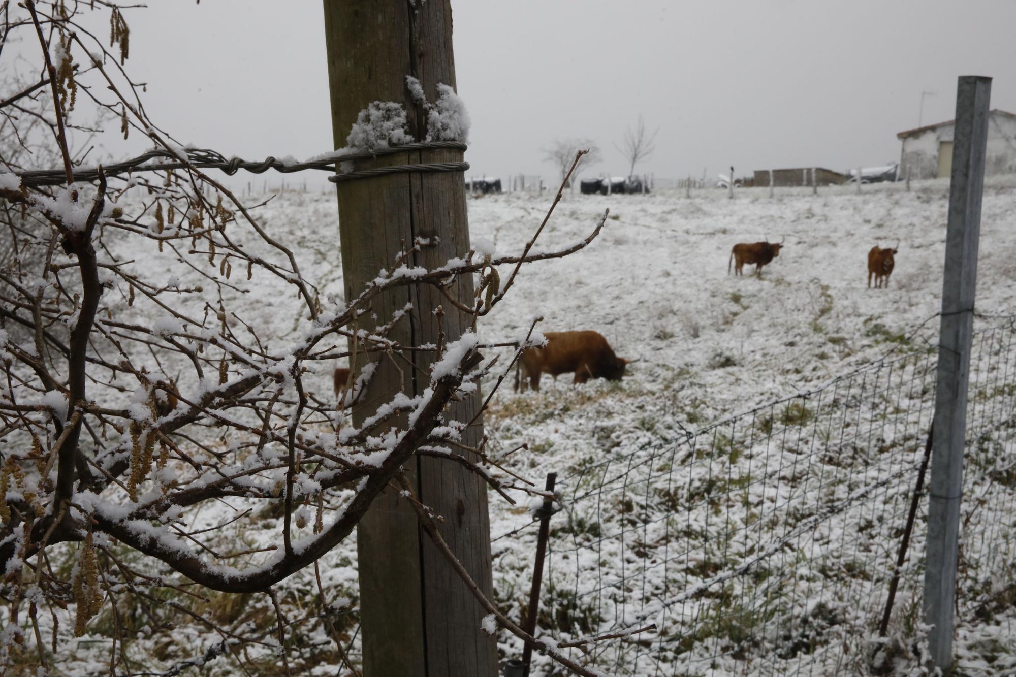 En imágenes: La borrasca Juliette llena de nieve parte de la zona rural de Gijón