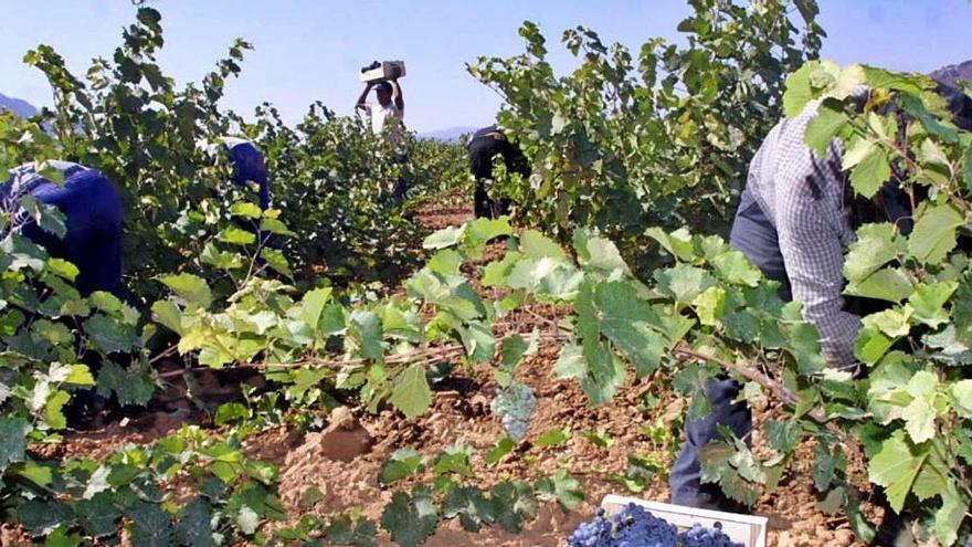 Temporeros recogen la uva en viñedos de la Región de Murcia.