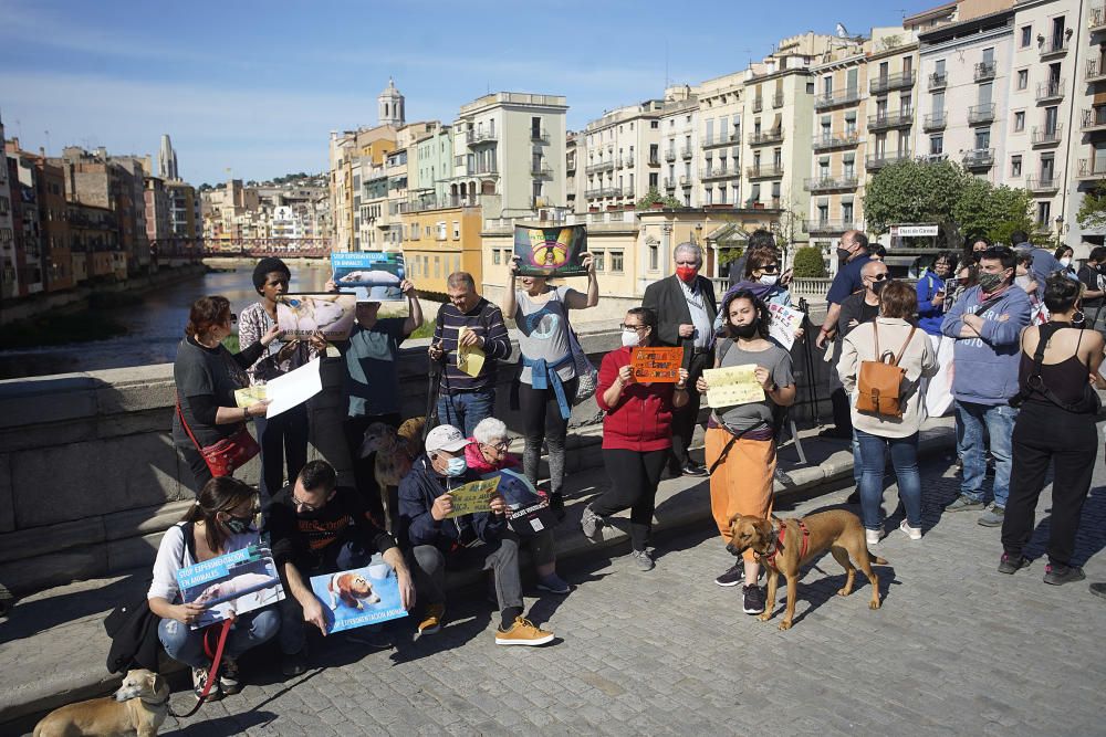 Concentració a Girona per reclamar l'alliberament dels animals de Vivotecnia de Madrid