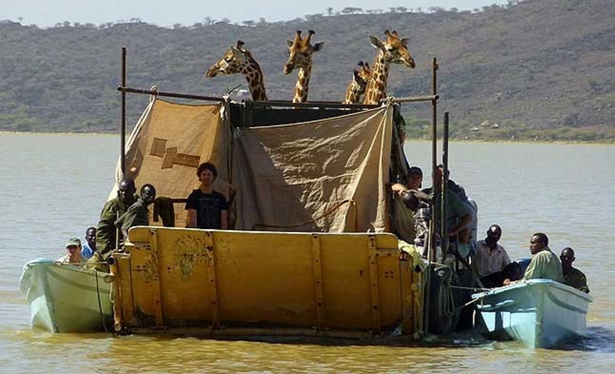 En aquesta foto proporcionada per Samatian Island Lodge, un grup de girafes Rothschild en perill d’extinció, originalment anomenades girafes Baringo, és traslladat en una barca a Ruko Game Conservancy. Aquest el primer intent de desplaçar girafes a través de l’aigua a Kenya.