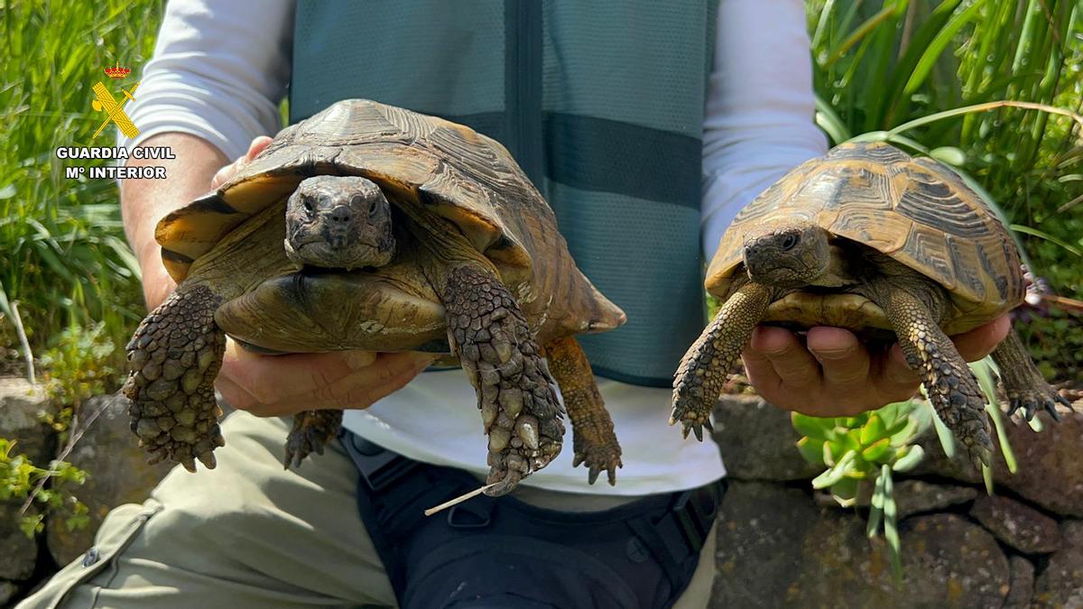 Incautación de tortugas en San Mateo