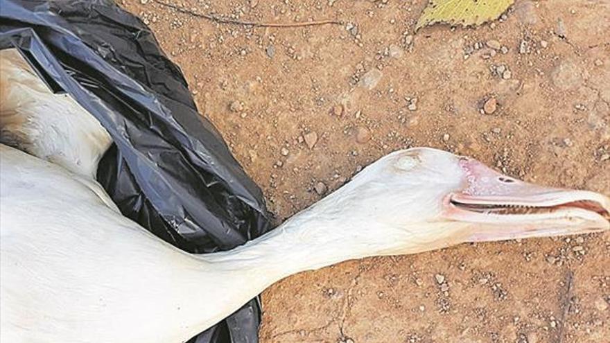 Quejas vecinales por más patos muertos en el Peri 18