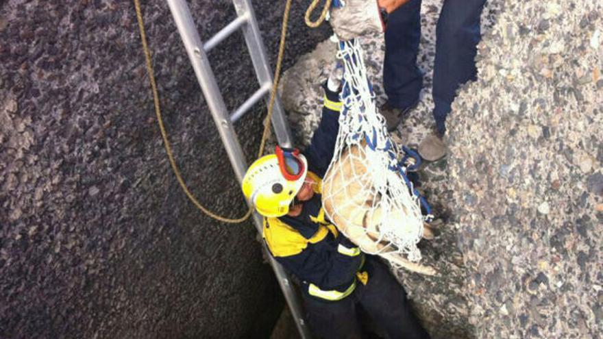 Momento en el que los bomberos izan a la perra en el muelle de Taliarte. | lp / dlp