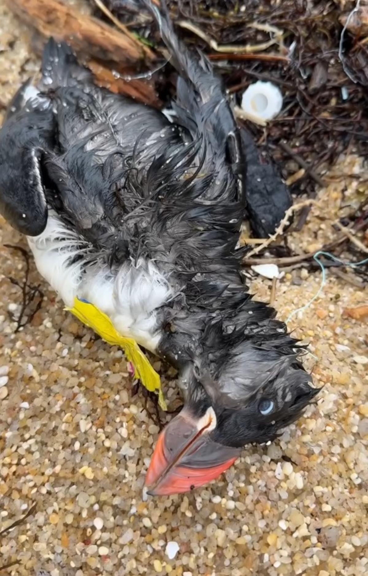 Llamamiento de un televisivo gallego para limpiar una playa de Bueu