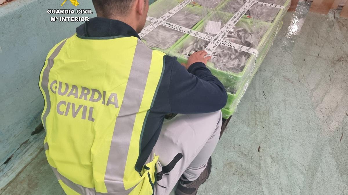 La Guardia Civil decomisa casi 150 kilos de sardinas en Ribeira
