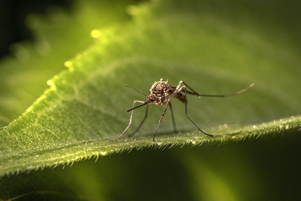 El dengue y la malaria planean sobre España por el aumento de mosquitos