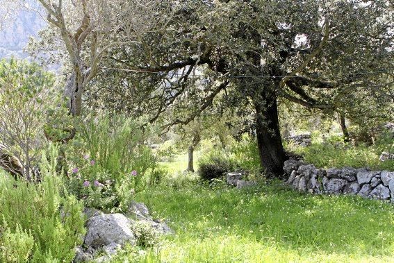 In Ariant blühen die mediterranen Pflanzen um die Wette. In dem von Heidi Gildemeister entworfenen Garten wird vieles den Launen der Natur und dem Zufall überlassen. Aber nicht alles.