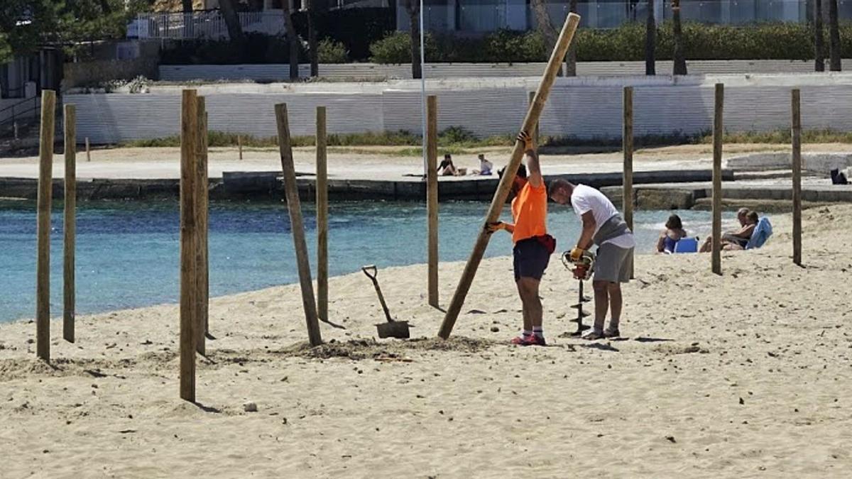 Dos operarios instalan sombrillas en la playa  de Magaluf. |  JUANLU IGLESIAS