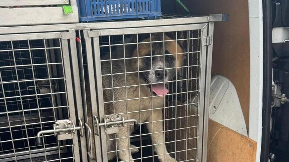 El perro tras ser capturado