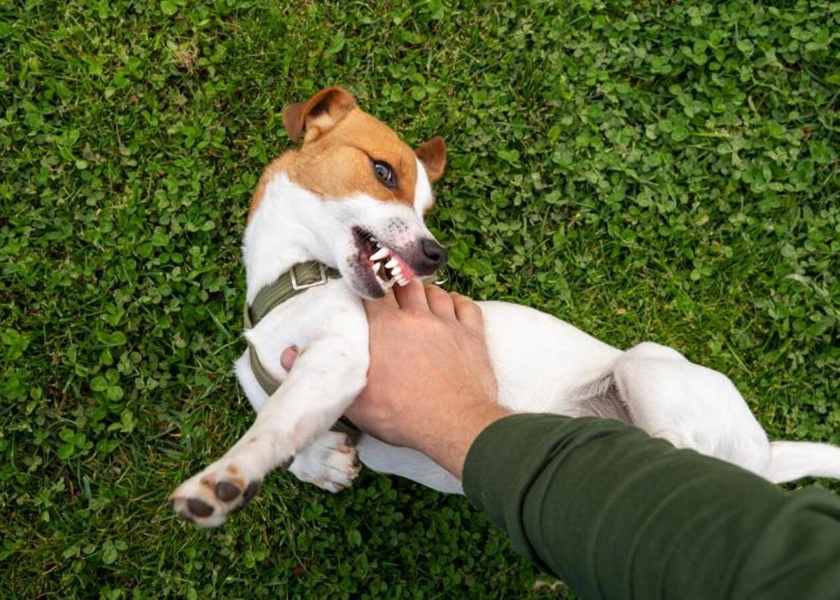 Quina raça és més agressiva?