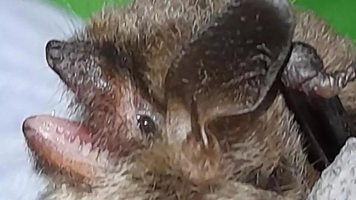 Un ejemplar del murciélago de bigotes pequeño hallado en el parque del Cadí (Cerdanya)